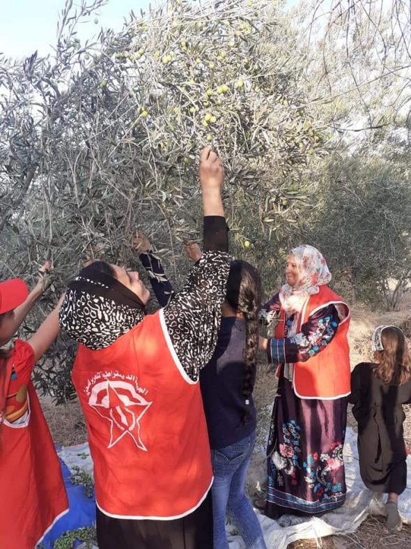 «العمل النسائي» ينظم يوما تطوعيا لقطف ثمار الزيتون بخانيونس